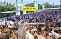 حیدرآباد میں عید الالضحی کی تیاریاں، مویشی مارکٹ میں ہجوم 